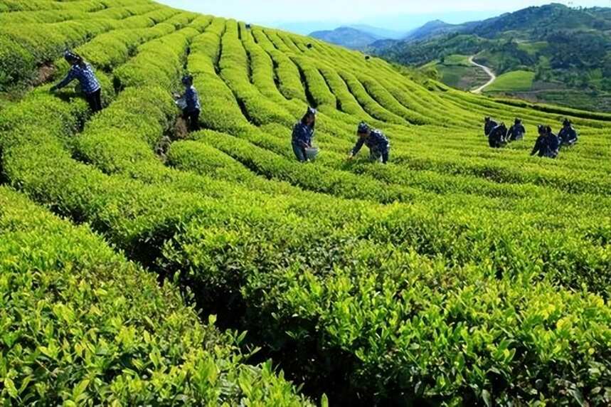 新手泡茶要注意！切忌直接加热水，学会这3个技巧，不会泡坏好茶