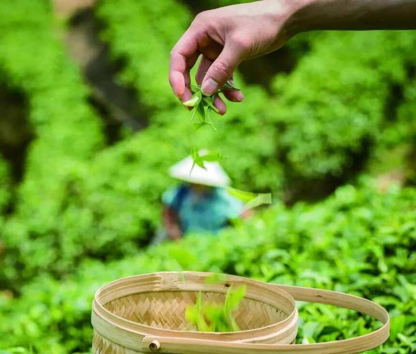 春茶，少点套路，多点真诚