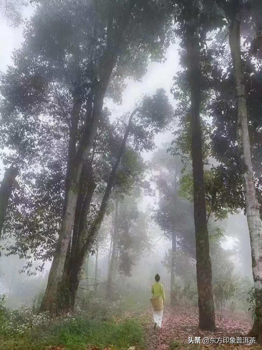 寻茶季 |茶叶江山，班章不出谁与争锋