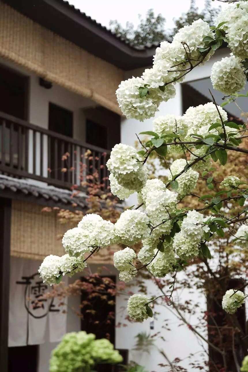 成都「 入雲屋 」茶室