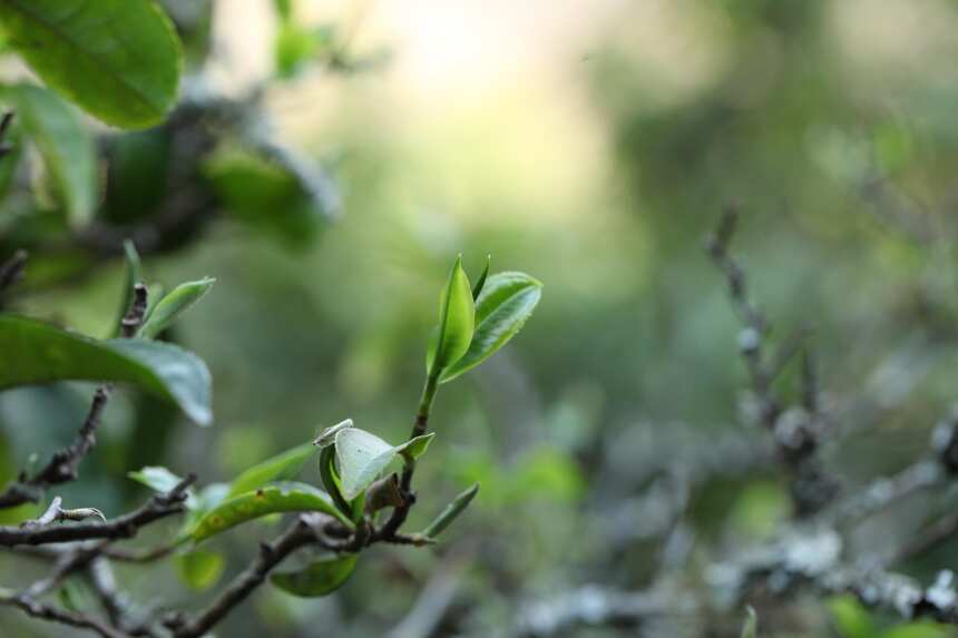 热水塘大弯刀熟茶砖：有芽有叶，甘润滑厚！木陈香交织，韵味十足