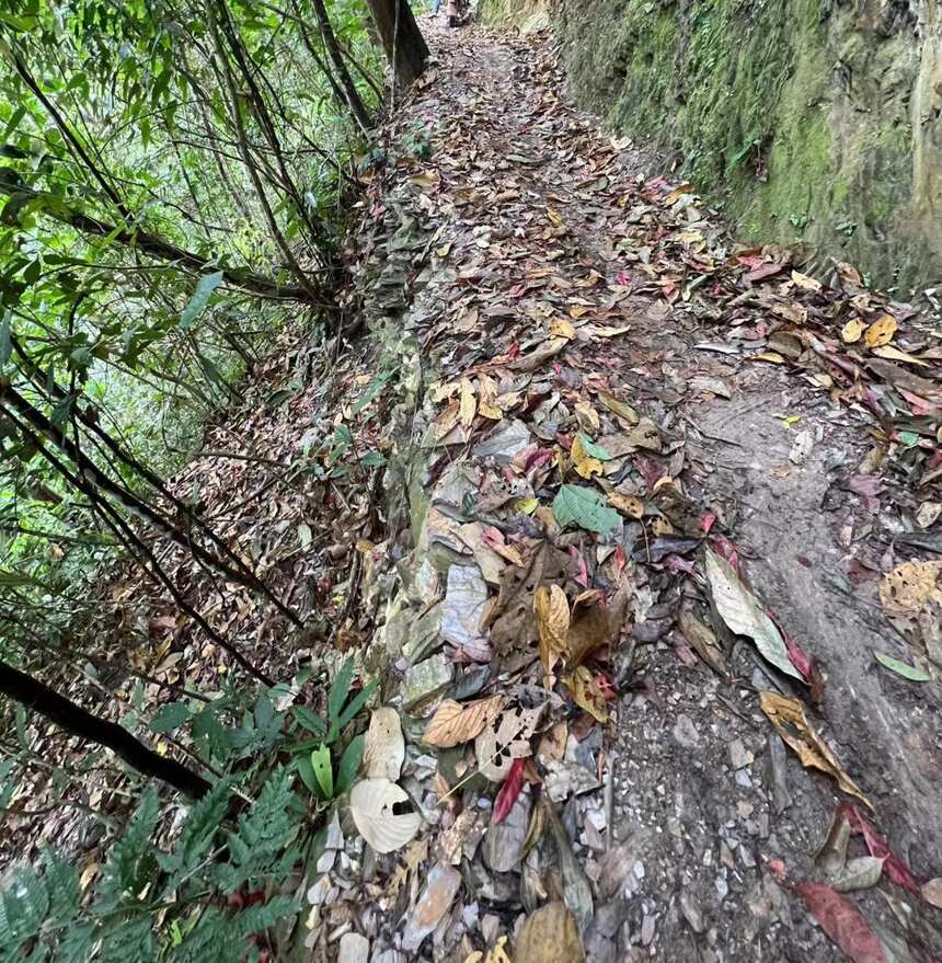 一个十年老茶人对于曼松茶最深度的解读