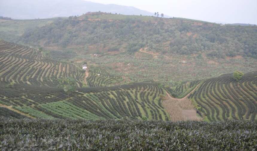 数十万家茶店老板的无奈：实体茶店的衰落！已经无法避免