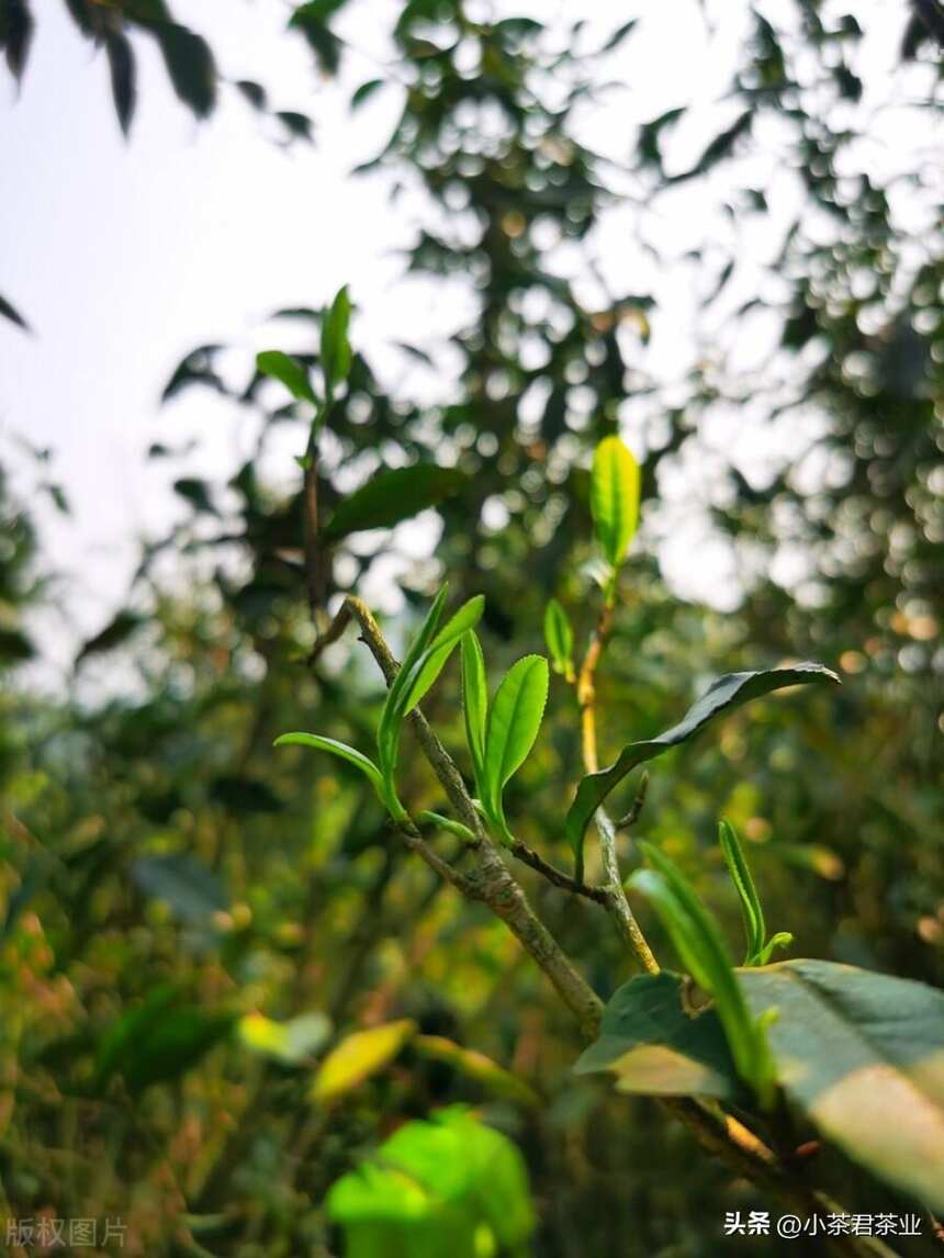 荒野白茶特点及口感如何