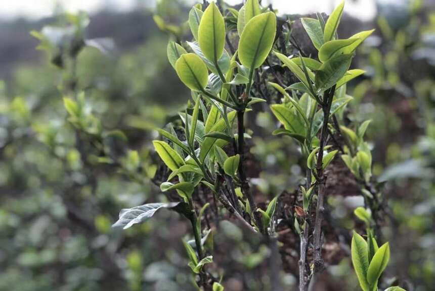 茶老板：老夫的茶那么好！茶客不买，是他们的损失