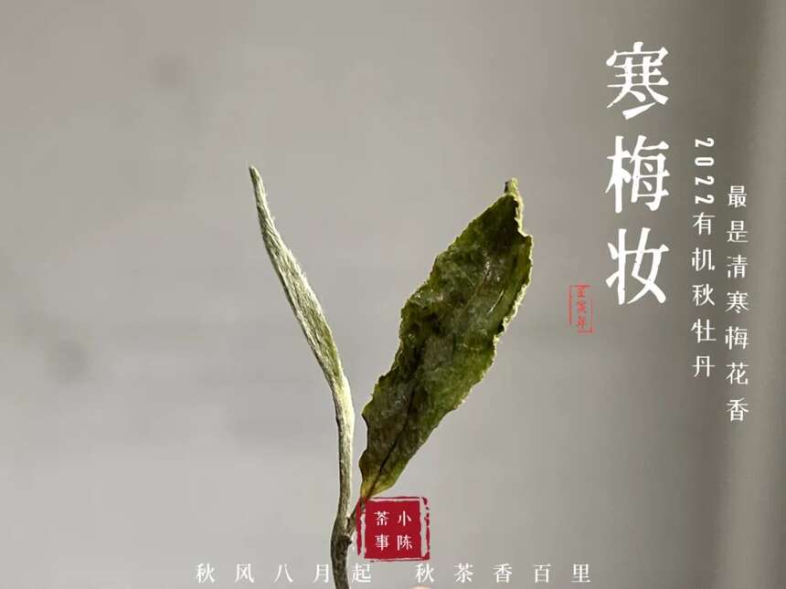 夏饮新茶，冬喝老茶，这个广为流传的白茶季节谱，有没有道理？