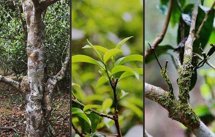 流连舌尖的甜蜜滋味，一口难忘