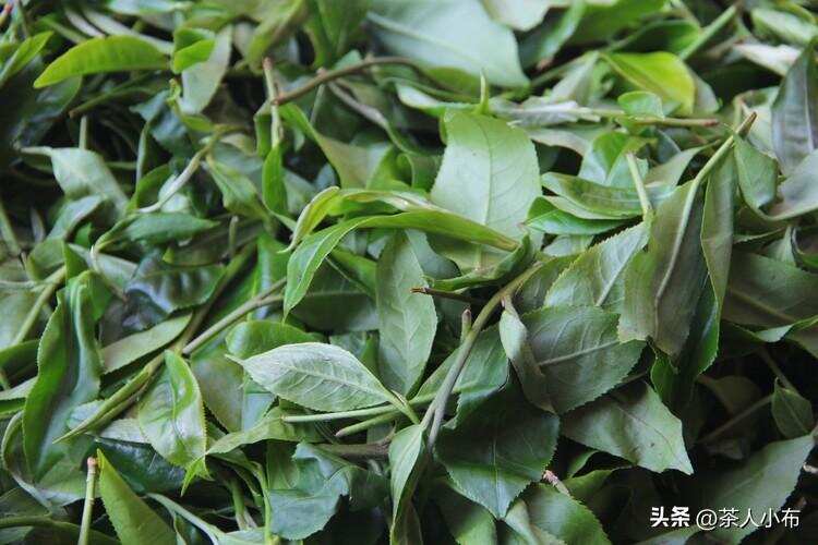 山头纯料茶和拼配茶，究竟哪个好？