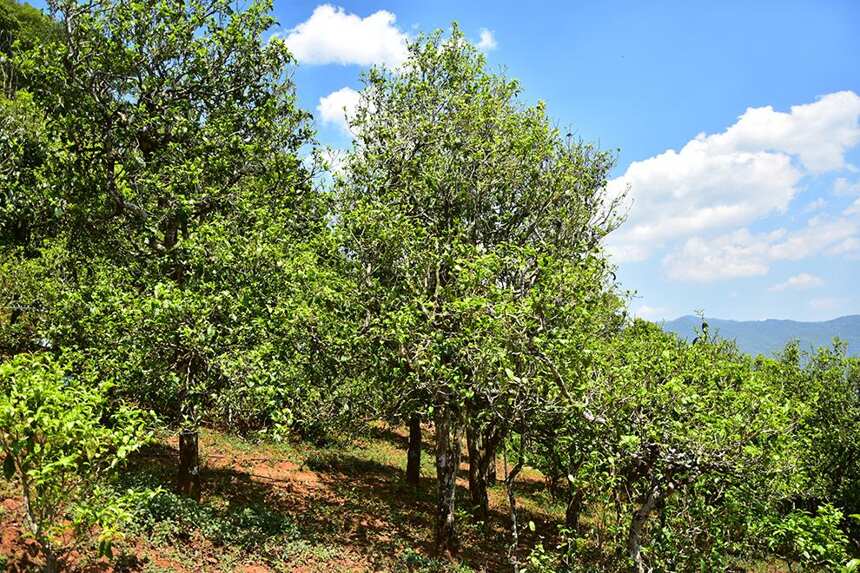 盘点勐库山头茶里汤感最厚的四个山头