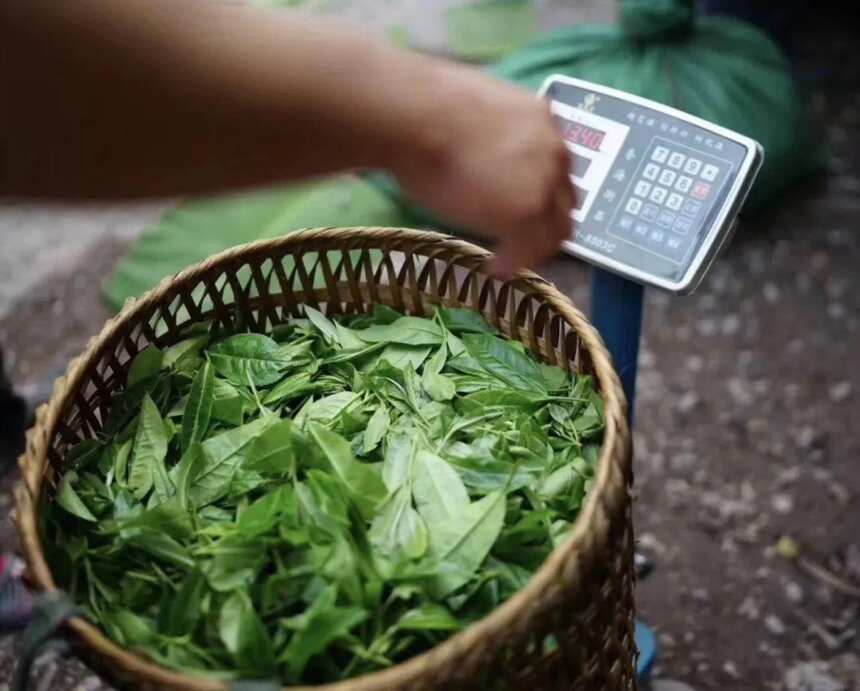 易武的局限性，成就了它“茶人的最后一站”之普洱茶江湖地位....