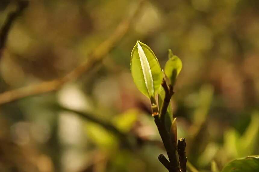 什么是古树茶、大树茶、小树茶？()