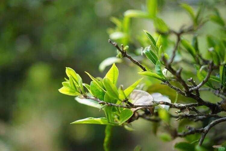 品鉴普洱茶的基本技巧，让你秒懂普洱茶「上」