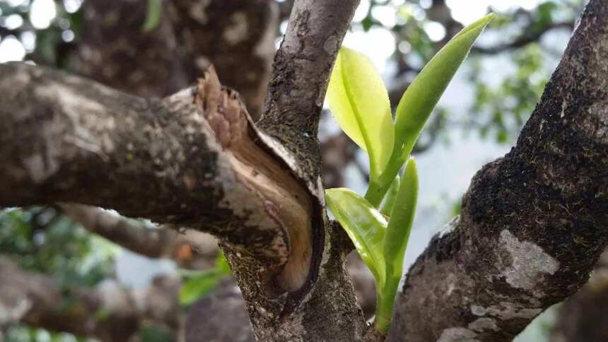 品鉴普洱茶的基本技巧，让你秒懂普洱茶「上」