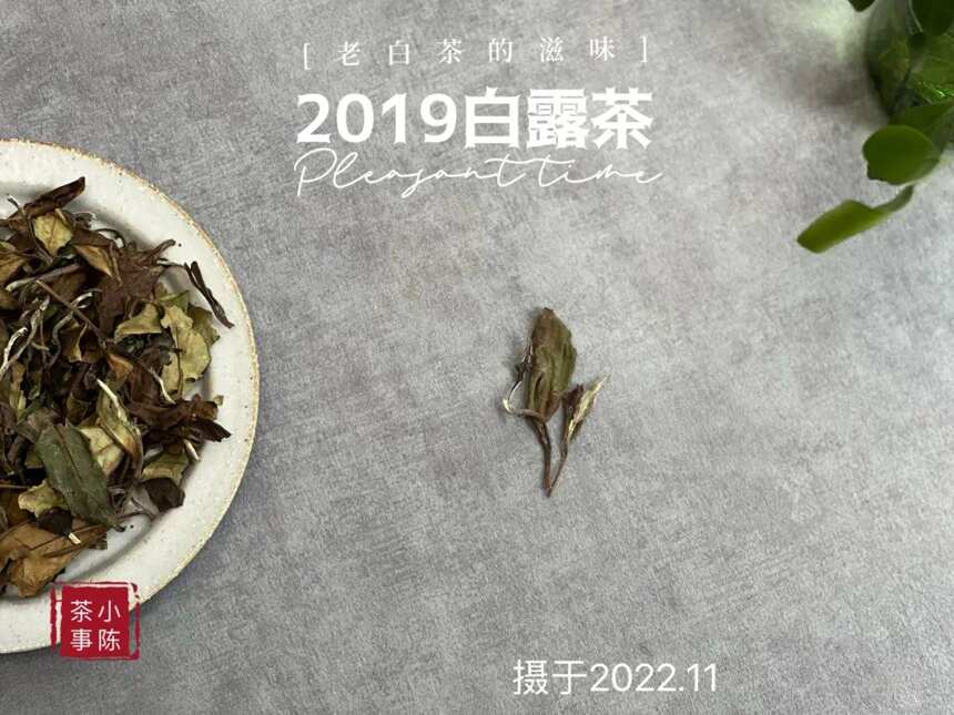 年陈白露白茶，作旧老白茶专属参照物，比它差的都不能算老白茶