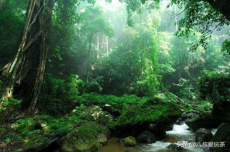 这款曾是世界上最贵的茶叶，你喝过吗？