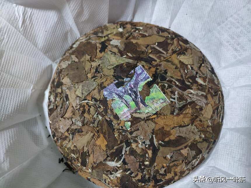 茶友说我们的古树白茶比福鼎寿眉好喝？回家做茶，我一直在努力