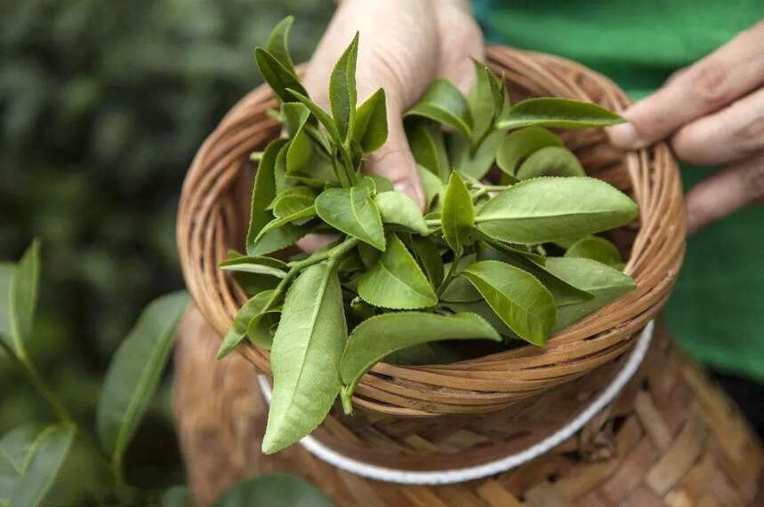 云南立法保护树龄百年以上古茶树