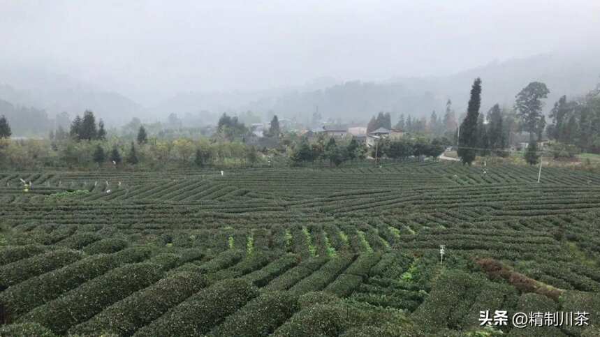 四川省茶叶行业协会赴南路边茶重镇——荥经县考察调研茶产业发展