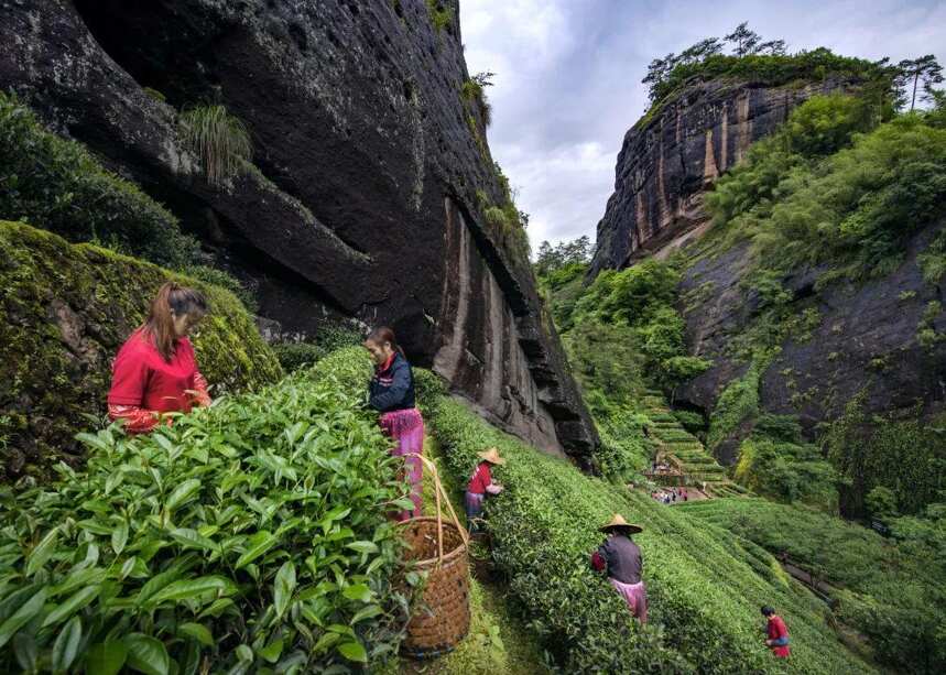 人类非遗 | 武夷岩茶（大红袍）制作技艺