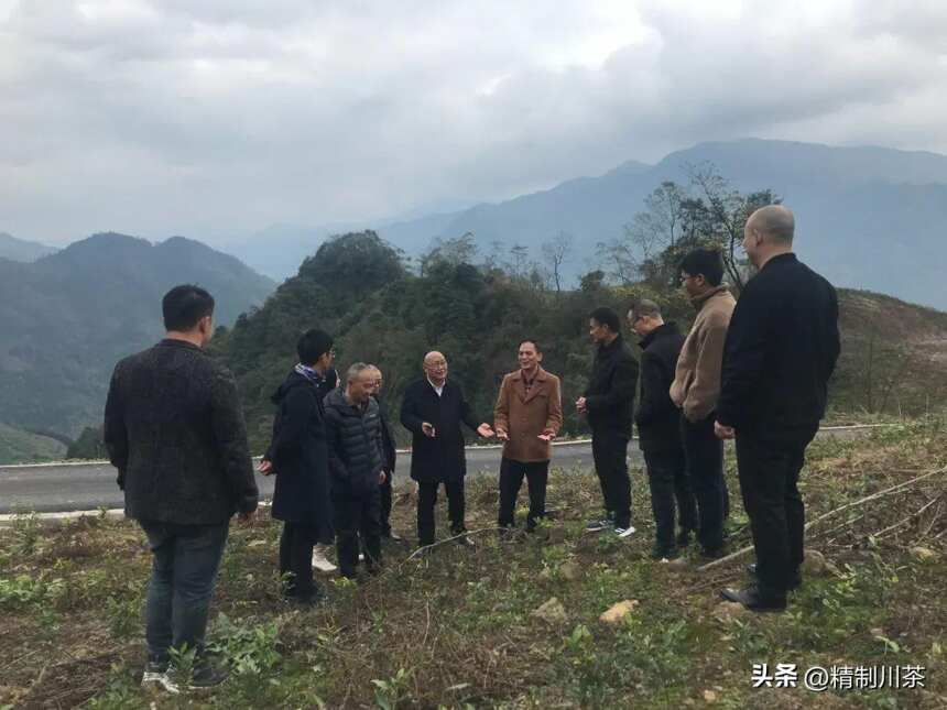 四川省茶叶行业协会赴南路边茶重镇——荥经县考察调研茶产业发展