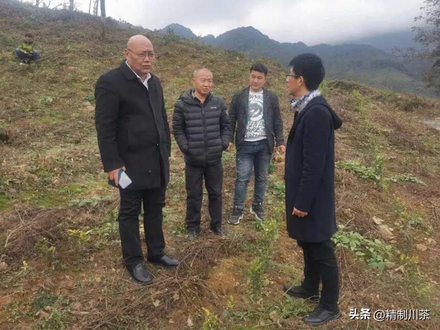 四川省茶叶行业协会赴南路边茶重镇——荥经县考察调研茶产业发展