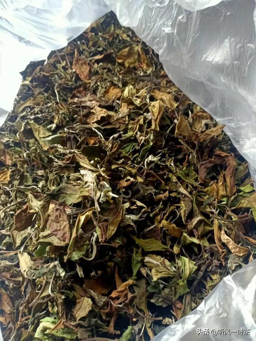 茶友说我们的古树白茶比福鼎寿眉好喝？回家做茶，我一直在努力