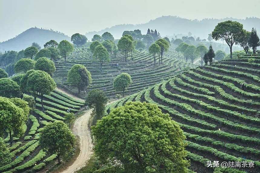 邹炳良与海湾茶厂：暮年茶人，壮心不已