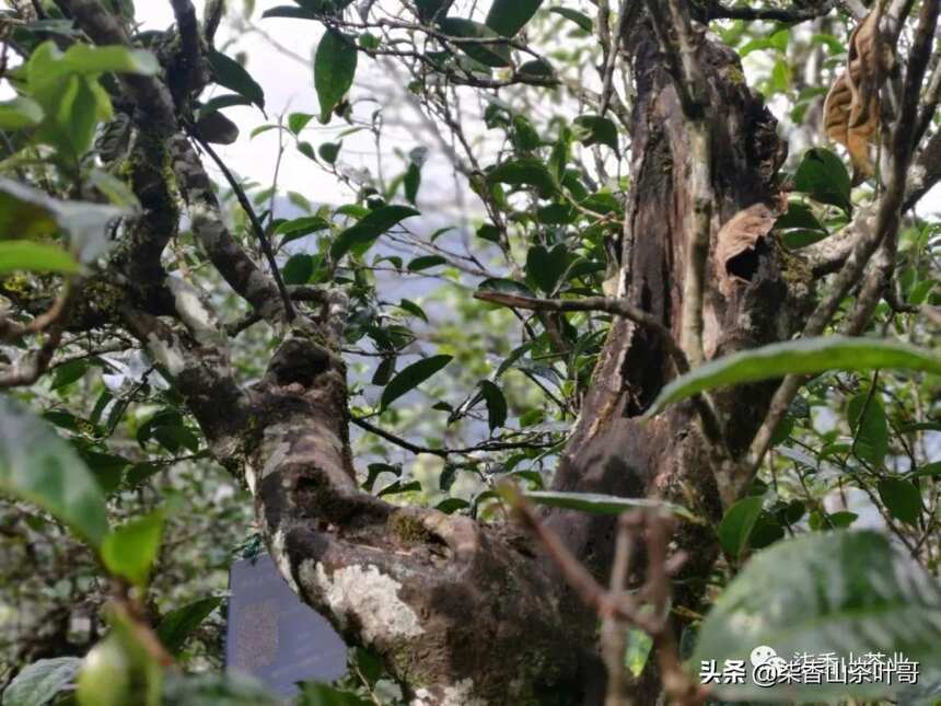 年春茶计划茶友们可根据需求选择，以下是做的种类和规格山头