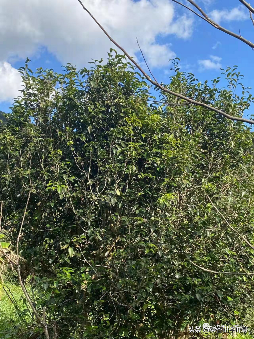 年春茶计划茶友们可根据需求选择，以下是做的种类和规格山头