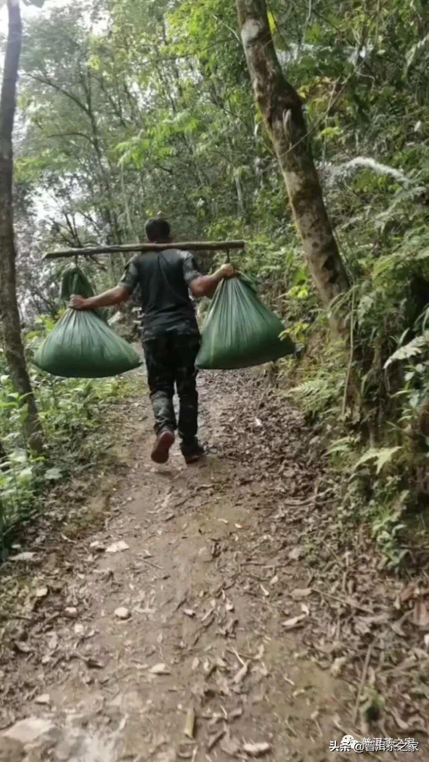 定啦！年普洱茶古树头春价格表发布，今年普洱茶价格跳水了？