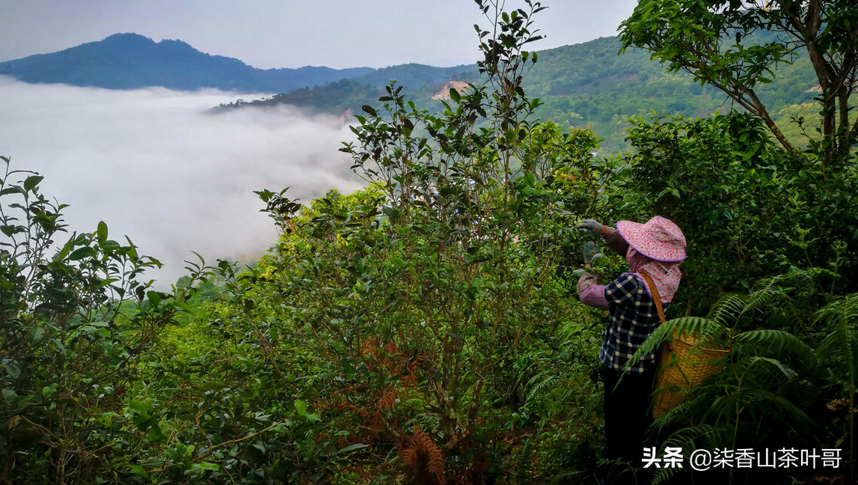 年的茶山满眼望去尽是一片萧条，广大茶农的严冬才刚刚开始