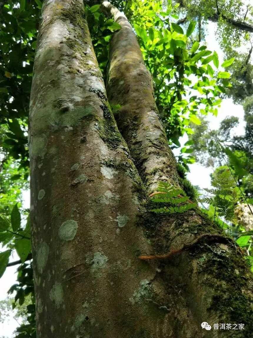 年普洱茶各大山头古树头春价格表出炉，茶好量少不够卖？