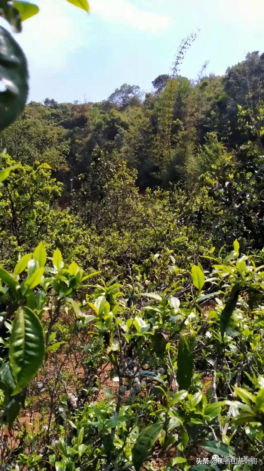 年春茶计划茶友们可根据需求选择，以下是做的种类和规格山头