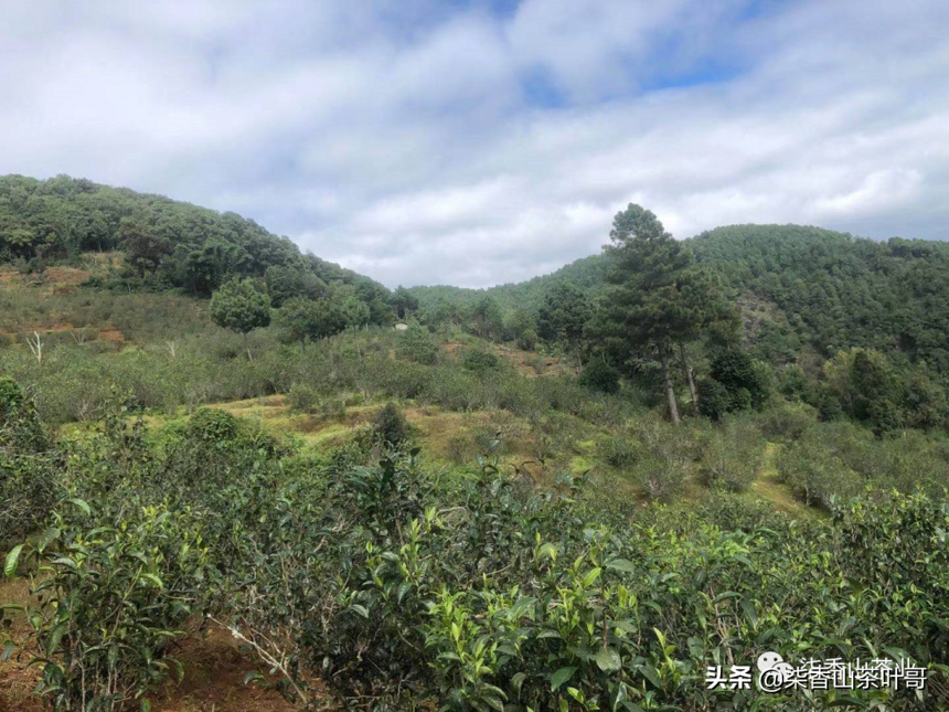 年春茶计划茶友们可根据需求选择，以下是做的种类和规格山头