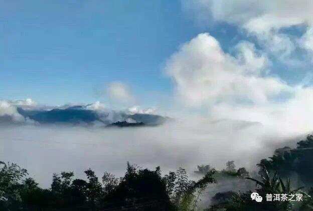 曼派古树茶，号称缅甸老班章的普洱茶到底如何？