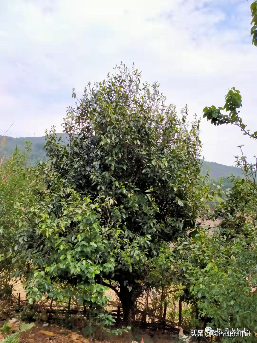 年春茶计划茶友们可根据需求选择，以下是做的种类和规格山头