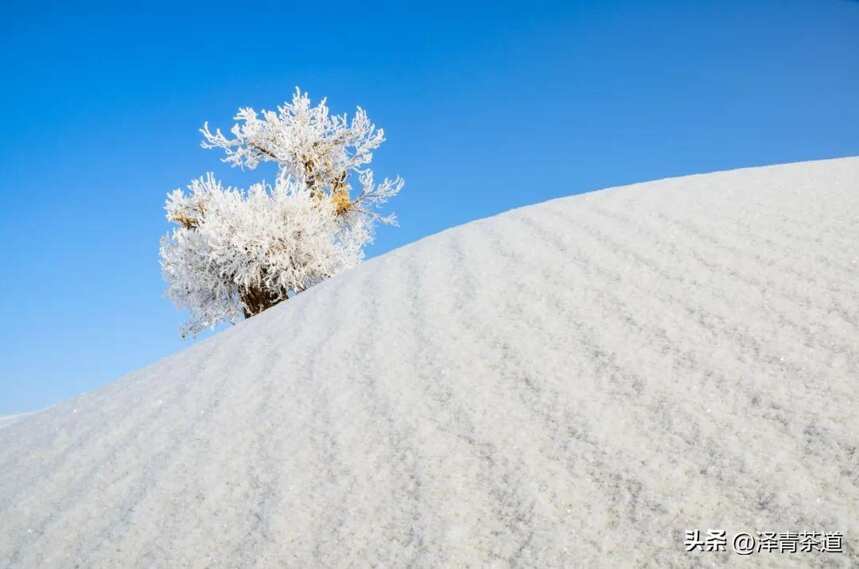 大雪 ▏饮茶补一冬，来年无病痛