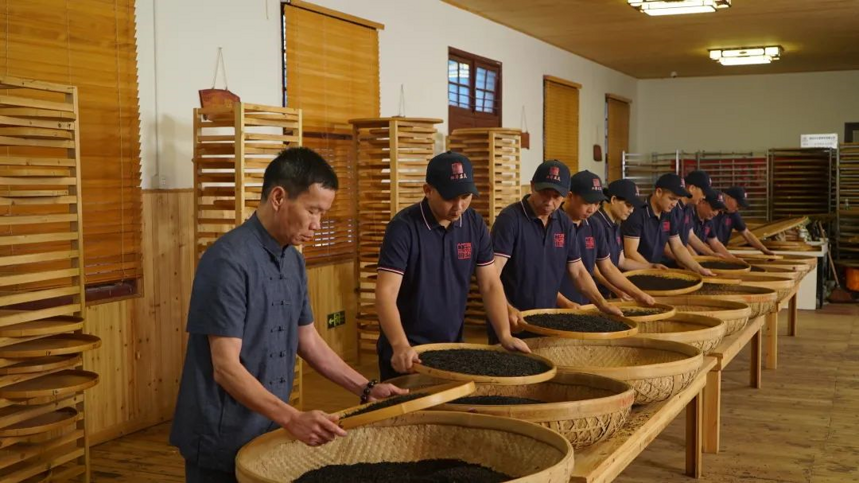 人类非遗 | 红茶制作技艺（坦洋工夫茶制作技艺）