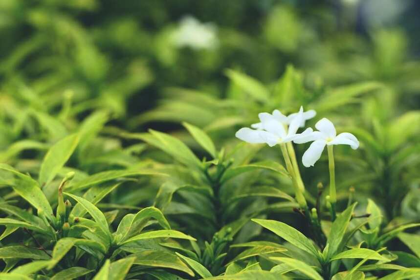 白茶，在时光中沉淀，让岁月浸染茶香