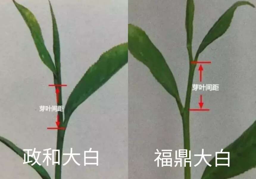 福鼎白茶和政和白茶的差别仅仅在工艺上吗？