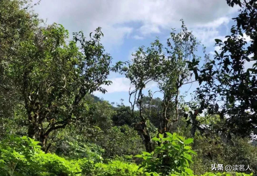 寻味普洱之版纳寻茶——大勐宋古茶山