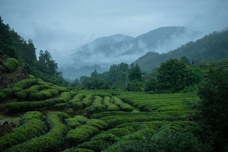 陈岩茶能喝？存了那么久，谁能保证不发霉？