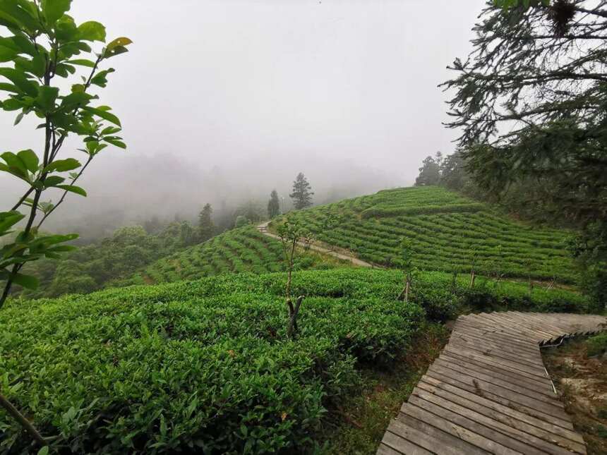 天地遗珍 大美福鼎 「这茶来自这山」