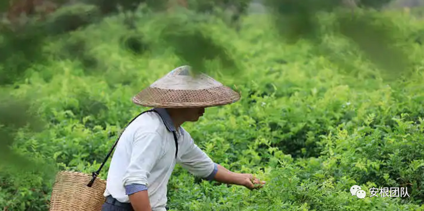 藤茶的开发利用现状