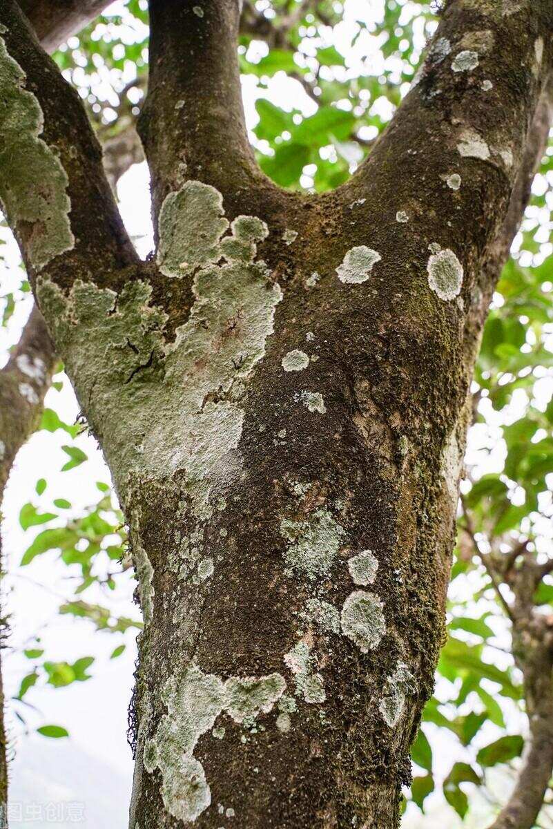 一款比冰岛老寨还要好喝的茶？邦崴古树茶