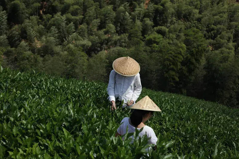 民艺家-生活茶，茶中至味是白茶