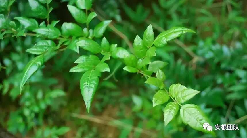 藤茶的化学成分研究现状