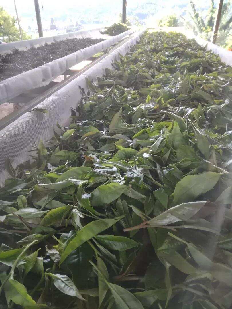 今天去班盆老寨寻茶，姐姐拿出了私房茶，喝完直接拿下