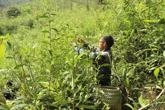 茶树修剪对主要化学物质成分有哪些影响