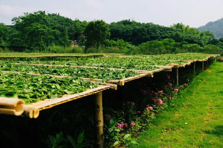 张天福：如何买到真正有机茶？